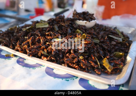 Edible crickets pictured here on sale at a market in Chompueang in northeastern Thailand. Stock Photo