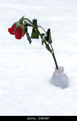 a red rose in snow Stock Photo