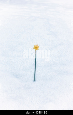 a single daffodil on a field of snow Stock Photo