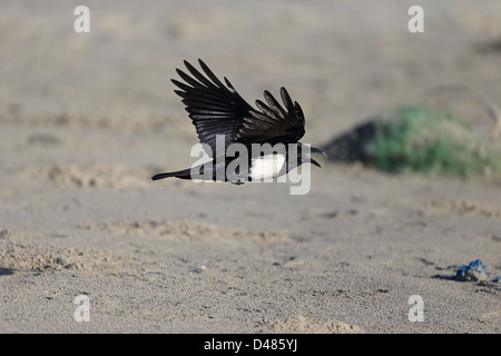 Pied Crow (Corvus albus) Stock Photo