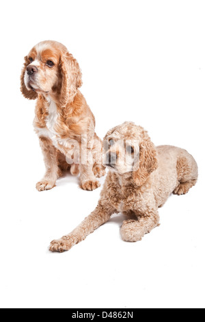 A pair of tan English cocker spaniels posing on a white background. Stock Photo