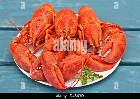Fresh cooked Atlantic lobster on a platter. Stock Photo