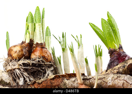 New sprouts breaking through the earth. Stock Photo