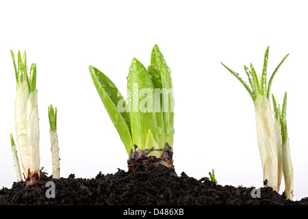 New sprouts breaking through the earth. Stock Photo