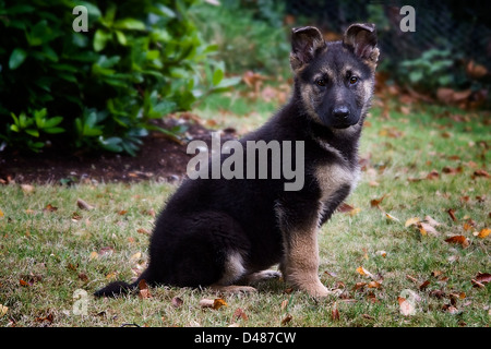 German shepherd Puppy Stock Photo