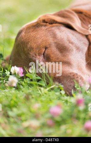 Chocolate labrador retriever lying down and sleeping on lawn Stock Photo