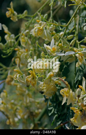 Flowers of Drumstick Tree, Moringa oleifera syn. M. pterygosperma F Moringacea Stock Photo