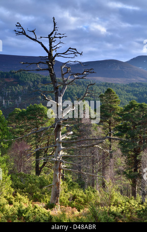Glenmore Forest near to Aviemore in the Caringorms National Park, Scotland, UK Stock Photo