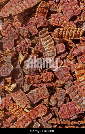 acacia concinna pods india alamy