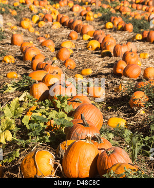 Halloween pumpkins ready to picked in a patch. Stock Photo