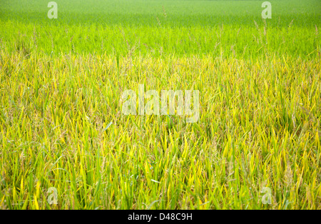 Rice and rice seedlings Stock Photo