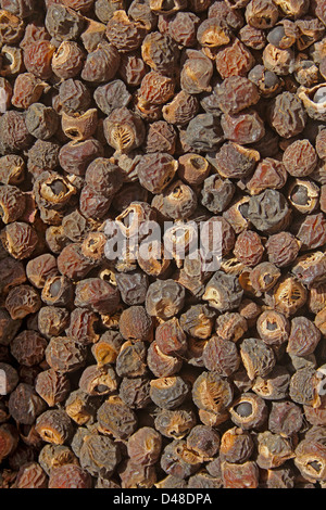 Seeds of Reetha, Chinese Soapberry, North Indian soapnut, Washing nuts, Sapindus mukorossi, India Stock Photo