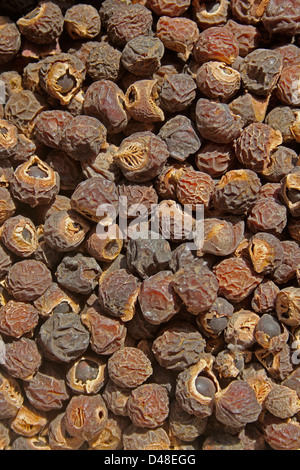 Seeds of Reetha, Chinese Soapberry, North Indian soapnut, Washing nuts, Sapindus mukorossi, India Stock Photo