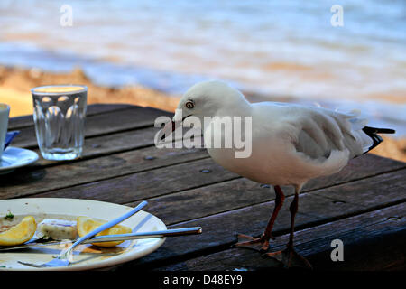 Seagull  ( Croicocephalus novaehollandiae ) on table with food scraps, Perth Western Australia Stock Photo