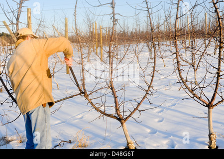 Pruning tall spindle apple trees in the winter Stock Photo