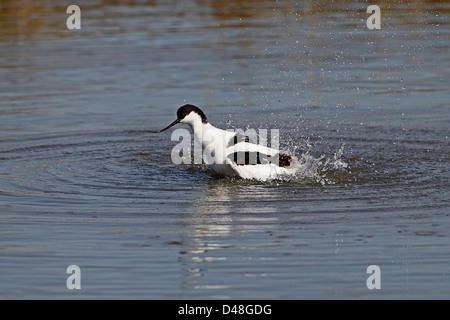 Avocet (Recurvirostra avosetta) bathing Lancashire UK April 6827 Stock Photo