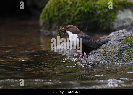 Dipper (Cinclus cinclus) carrying nesting material in stream Clwyd North Wales UK March 1410 Stock Photo