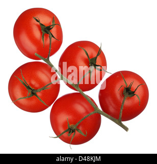 tomatoes on a branch .isolated white background Stock Photo - Alamy