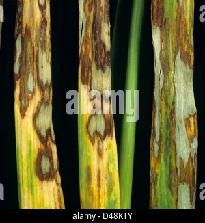 Barley leaf blotch or leaf scald, Rhynchosporium secalis, grey, yellow, brown chlorotic and necrotic lesions on barley leaves Stock Photo