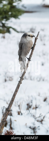 Grey Jay sitting on a stick lodged in the snow Stock Photo