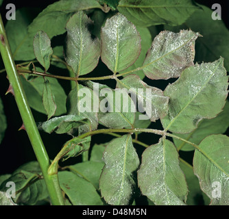 Powdery mildew, (Podosphaera pannosa) on the underside of garden rose leaves Stock Photo