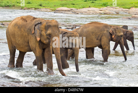 INDIAN ELEPHANT HERD   (Elephas maximus indicus)  IN A LINE AND CROSSING A RIVER Stock Photo