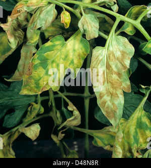 Diseased upper and lower leaf symptoms of tomato leaf mould, Fulvia fulva, on tomato crop Stock Photo