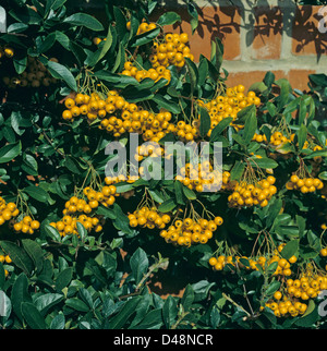 Yellow/orange berries of firethorn, Pyracantha, in autumn Stock Photo