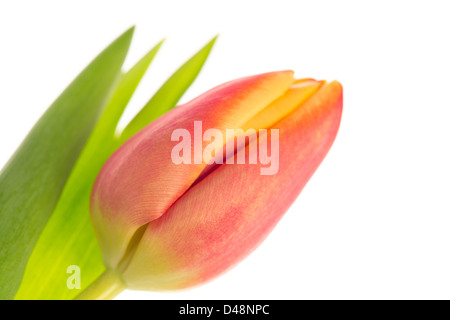 Pink and yellow tulip close up with leaf Stock Photo