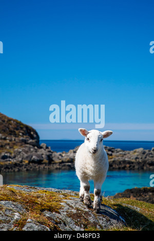 Spring lamb at Portuairk, Ardnamurchan, Highlands, Scotland Stock Photo