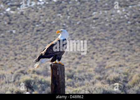 A bald eagle on a fence post in central Oregon near the town of Silver Lake. Stock Photo