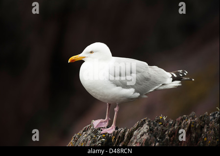 Adult Herring Gull, Larus argentatus Stock Photo