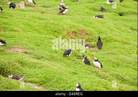 Puffins with a Puffling (young puffin), Fratercula arctica, Skokholm Island, South Pembrokeshire, Wales, United Kingdom Stock Photo