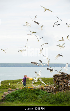 Herring, Lesser Black-backed and Greater Black-backed Gulls feeding on scrap food from a bucket, Skokholm Island Stock Photo