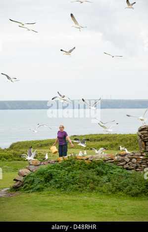 Herring, Lesser Black-backed and Greater Black-backed Gulls feeding on scrap food from a bucket, Skokholm Island Stock Photo
