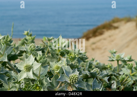 Sea holly Eryngium maritimum, Umbrelliferae, Castel Fusano, Rome, Lazio, Italy Stock Photo