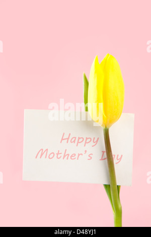 Yellow tulip with a white happy mothers day card written in pink on a pink background Stock Photo