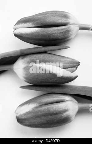 Three beautiful tulips on a white background in black and white Stock Photo