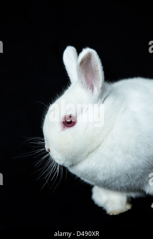 Vienna white rabbit with albinism Stock Photo