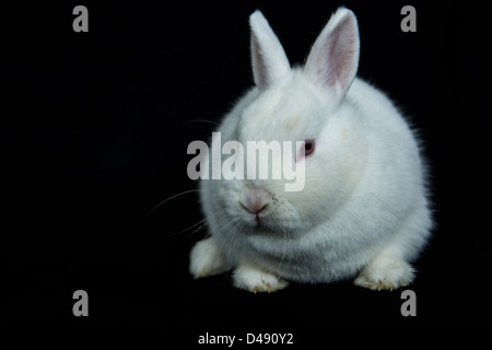 Pet vienna white rabbit Stock Photo