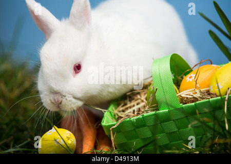 White rabbit sitting beside easter eggs in green basket Stock Photo