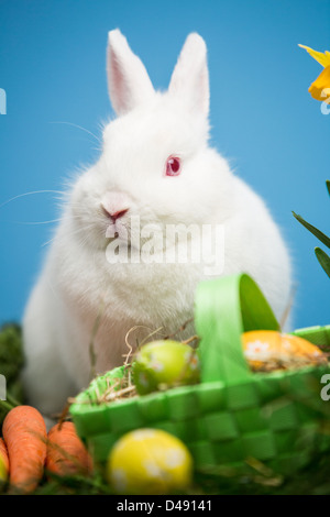 White rabbit sitting behind easter eggs in green basket Stock Photo
