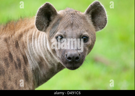Close up of a Spotted hyena Crocuta crocuta looking straight at you, for dinner maybe Stock Photo