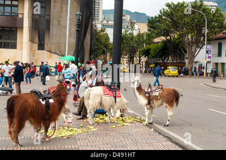 Three llamas in a typical street scene in the center of Bogota, Colombia Stock Photo