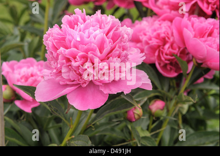 Macro close up view of beautiful pink Albert Crousse peonies in bloom and buds Latin name Paeonia Lactifora in a spring garden. Stock Photo