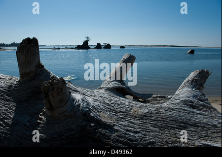 Siletz Bay, United States, survey of the bay with Baumstaemmen Stock Photo