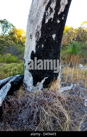 Dead tree trunk in Star Swamp Bushland Stock Photo