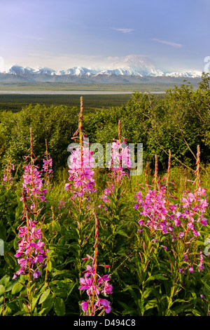 Tall Fireweed (Evening Primrose) and Mt. McKinley (Denali Mountain) from the west side of Denali National Park, Alaska, USA Stock Photo