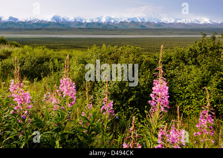 Tall Fireweed (Evening Primrose) and Mt. McKinley (Denali Mountain) from the west side of Denali National Park, Alaska, USA Stock Photo