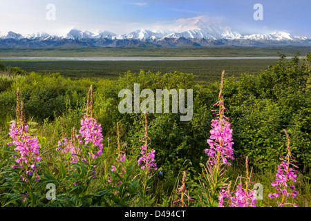 Tall Fireweed (Evening Primrose) and Mt. McKinley (Denali Mountain) from the west side of Denali National Park, Alaska, USA Stock Photo